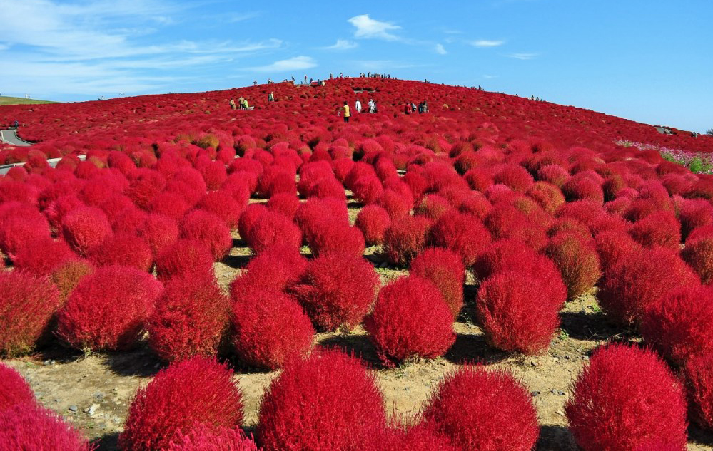 Đầu tháng 10 , đồi kokia xanh ngắt đã nhường chỗ cho màu đỏ rực rỡ