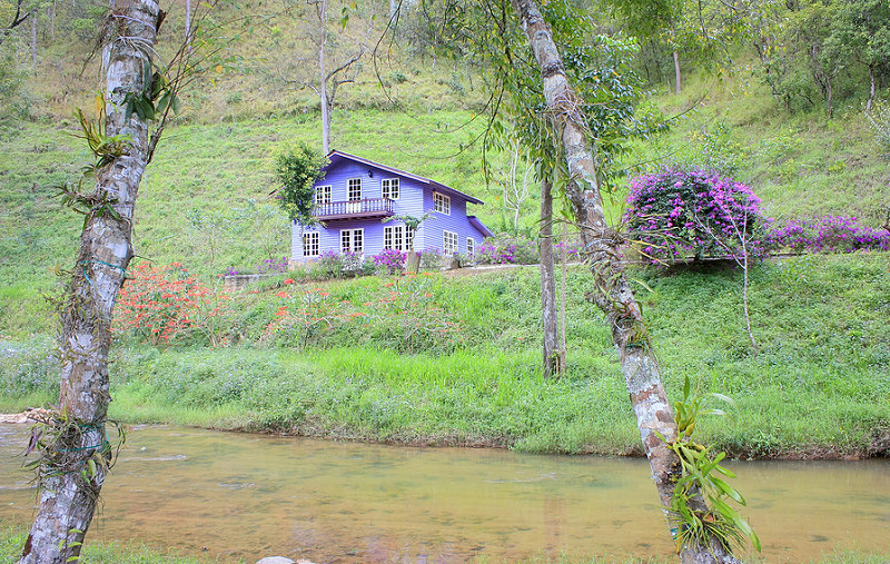 Căn nhà nhỏ màu tím của Lữ Quán