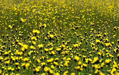 Những cánh đồng hoa đầu ấn vàng rực cả một vùng sau khi nước rút