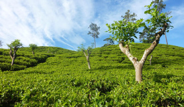 Đồi chè Nuwara Eliya, Srilanka