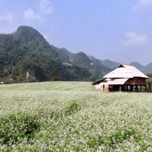 Hoa Cải Trắng, Mộc Châu