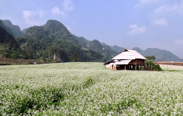 Hoa Cải Trắng, Mộc Châu