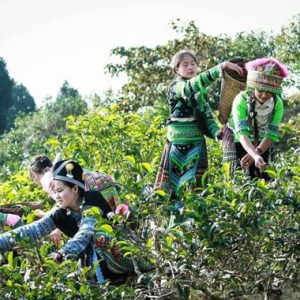 Khu du lịch sinh thái Suối Giàng