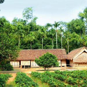 Làng-sen-quê-bác