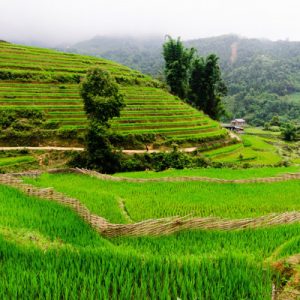 Ruộng lúa Sapa