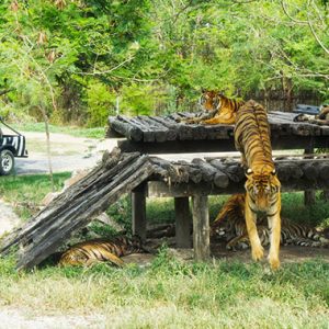 Safari World