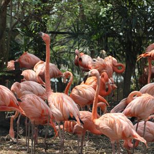 Safari World, Bangkok