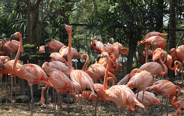 Safari World, Bangkok