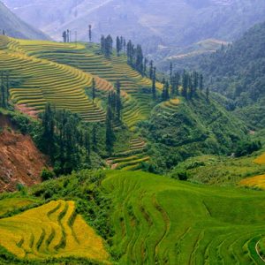 Sapa