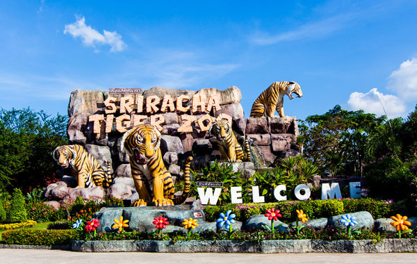 Tiger Zoo Thái Lan