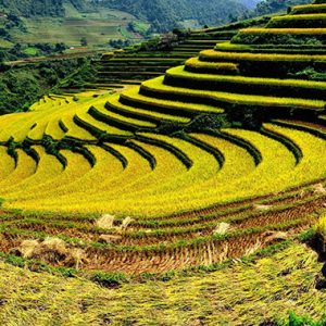 Tú Lệ mùa lúa chín