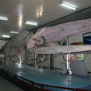 Viện Hải Dương Học, Nha Trang