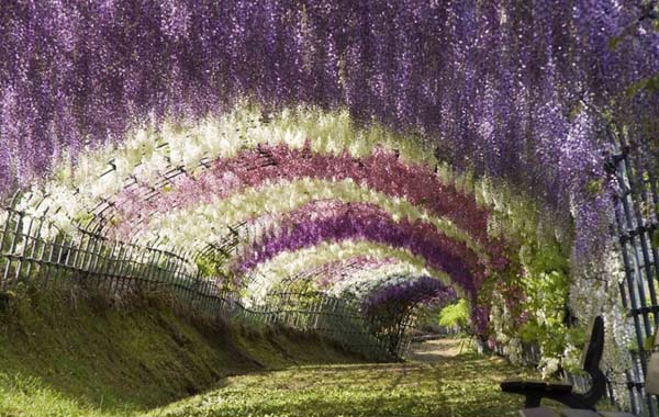 Công viên hoa Ashikaga