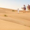 Cưỡi-lạc-đà-trên-sa-mạc-tại-Dubai