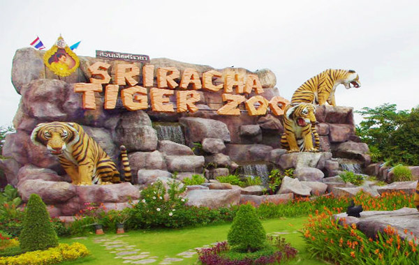 Siracha Tiger Zoo