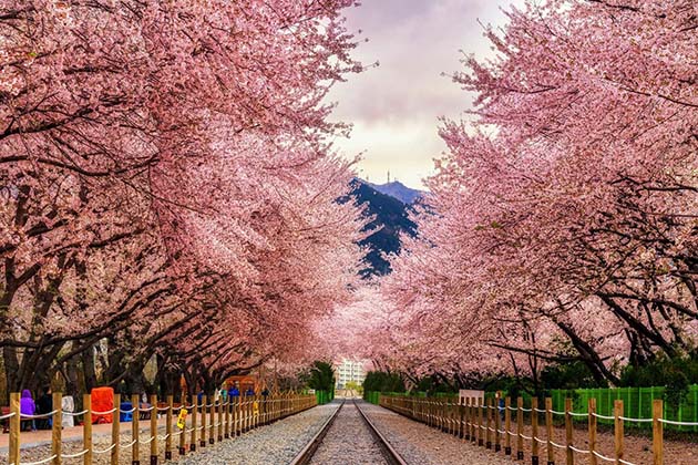 Tour du lịch Hàn Quốc tháng 3, 4/2019: Ngất ngây mùa hoa anh đào - 5 Ngày