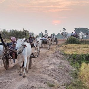 Cưỡi xe bò băng qua làng KamPong Tralach