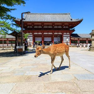 Lịch trình tour du lịch Nhật Bản 6 ngày 5 đêm trọn gói - Đền Todaiji