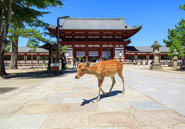 Lịch trình tour du lịch Nhật Bản 6 ngày 5 đêm trọn gói - Đền Todaiji