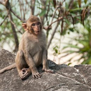 Tour du lịch Cát Bà - Đảo Khỉ