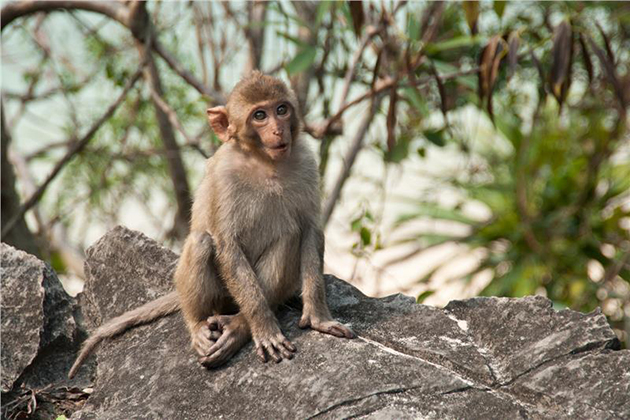 Tour du lịch Cát Bà - Đảo Khỉ