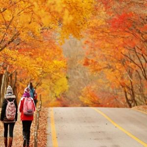 Tour du lịch Hàn Quốc mùa thu vàng
