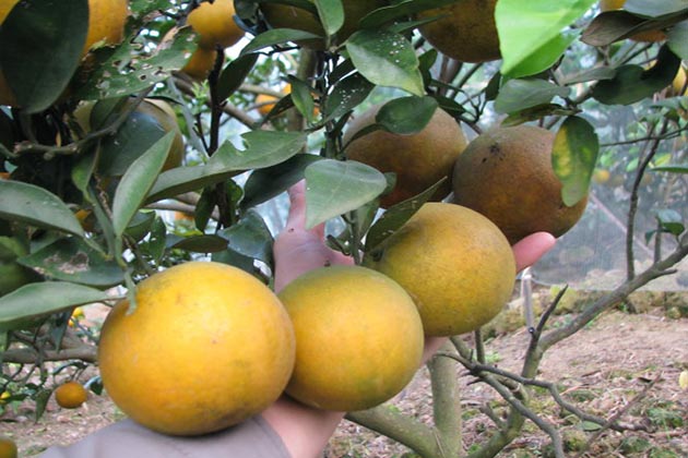 Tour du lịch Nghệ An & Cửa Lò - cam xã Đoài