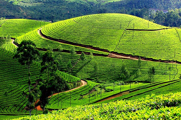 Tour du lịch Nghệ An & Cửa Lò - đồi chè Thanh Chương