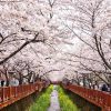 Tour du lịch Hàn Quốc vào mùa xuân