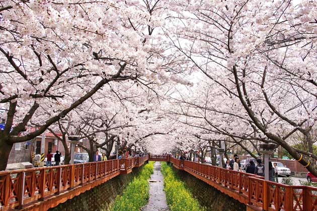 Tour du lịch Hàn Quốc vào mùa xuân