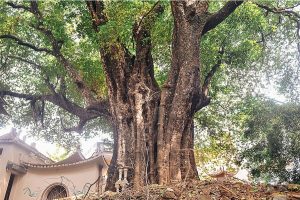5 cây thị cổ được công nhận là cây di sản Việt Nam