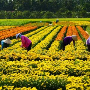 Thăm quan làng hoa kiểng Sa Đéc Đồng Tháp