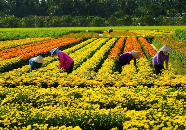 Thăm quan làng hoa kiểng Sa Đéc Đồng Tháp