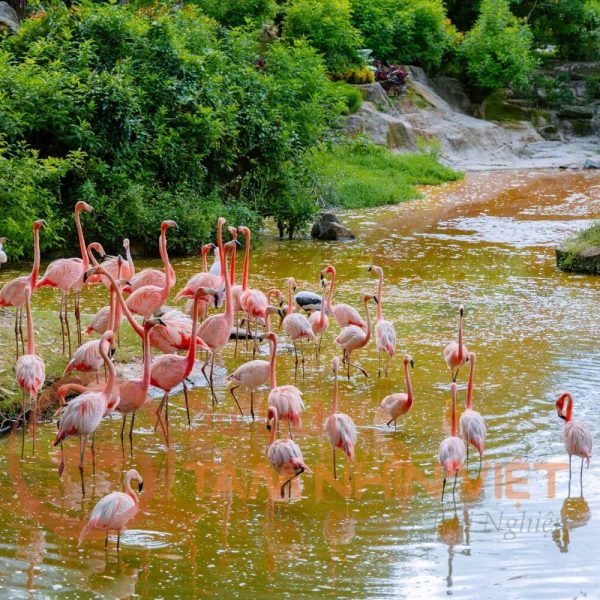 Động vật ở Vinpearl Safari Phú Quốc