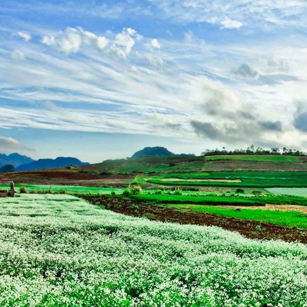 TOUR HÀ NỘI - CAO NGUYÊN MỘC CHÂU