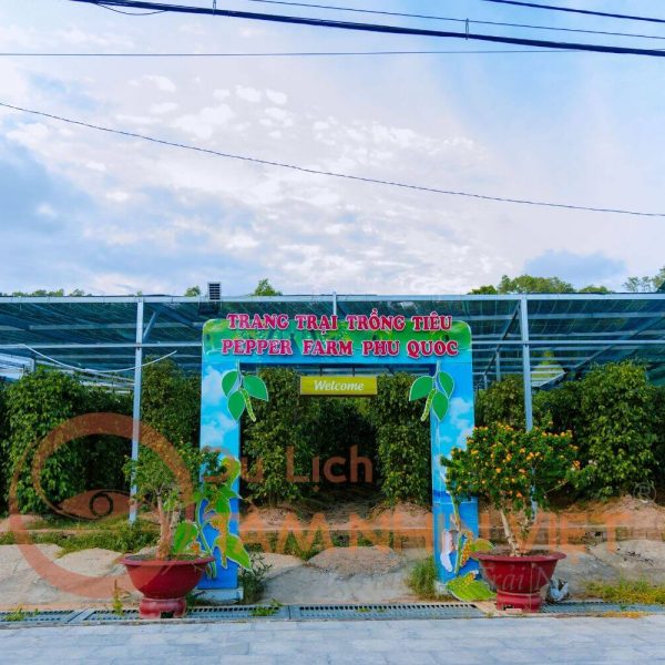 Trang trại trồng tiêu ở Phú Quốc