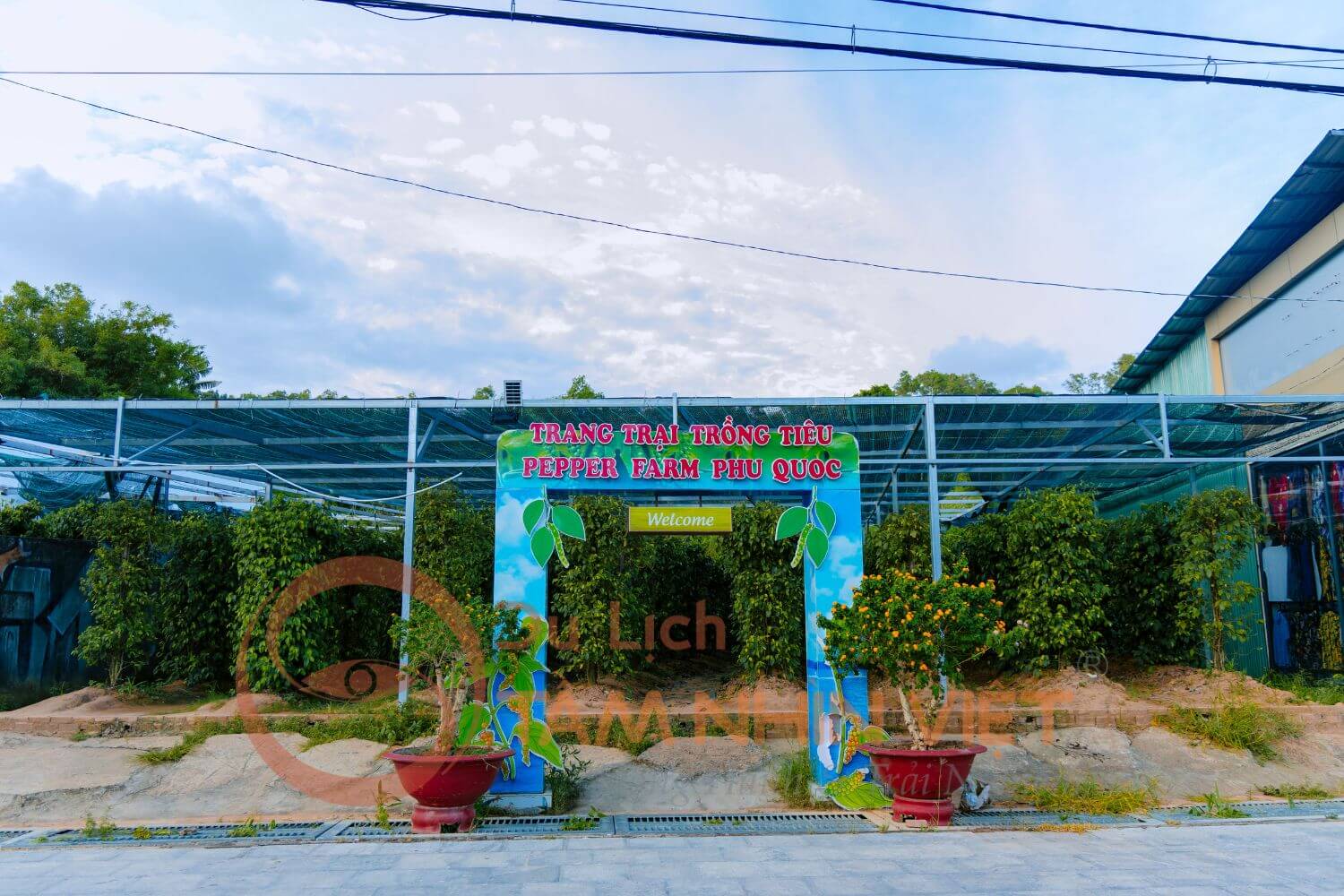 Trang trại trồng tiêu ở Phú Quốc