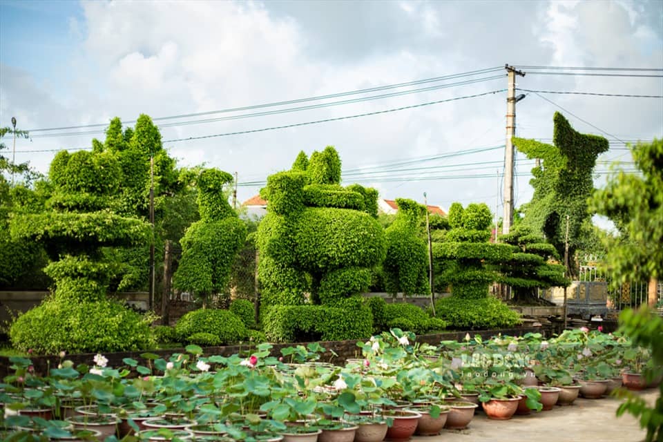 Làng Nghề Cây Cảnh