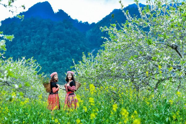 Tour du lịch Mộc châu