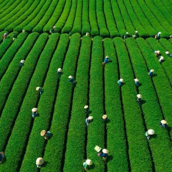 du lịch mộc châu
