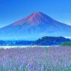 du lịch Nhật Bản ngắm Lavender chân núi Phú Sĩ