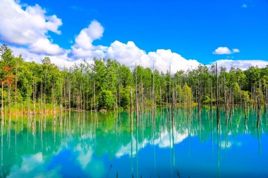 du lịch Nhật Bản Hokkaido - Hồ xanh Biei