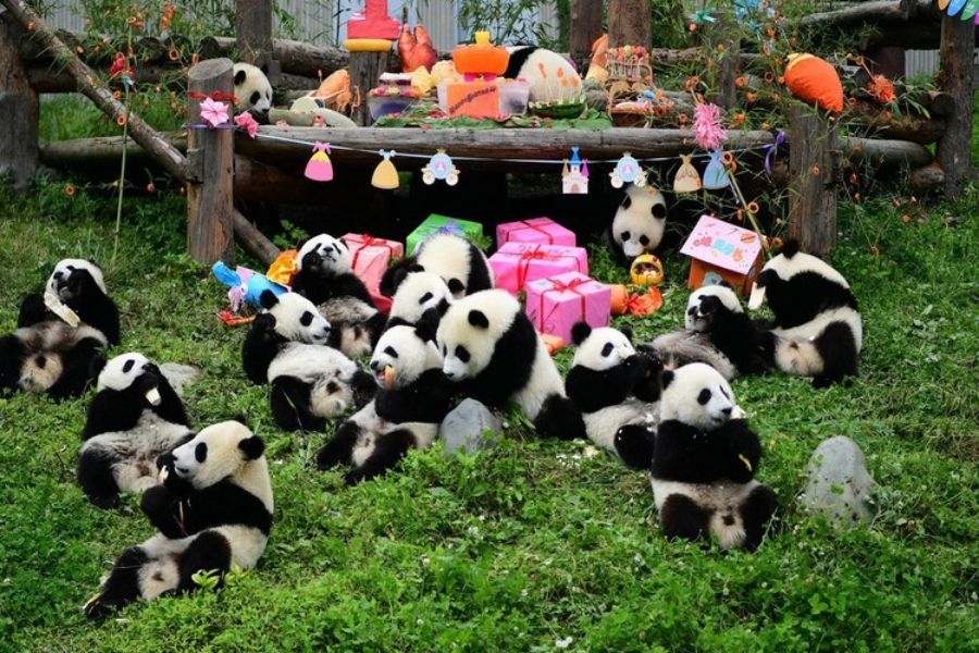 du lich Trung Quoc Công viên Gấu Trúc