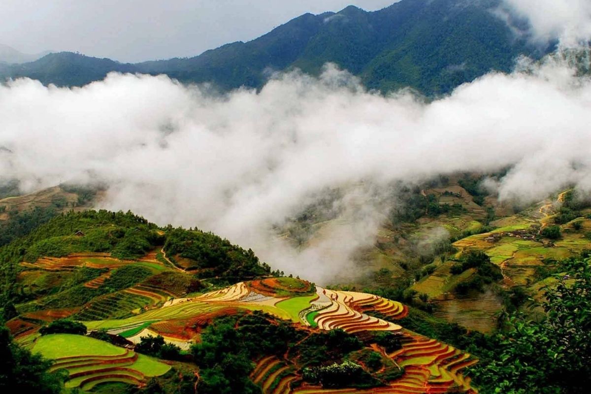 sapa
