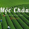 Tour Mộc Châu – Đồi Chè, Rừng Thông, Trái Tim Mây Trắng 2N1Đ