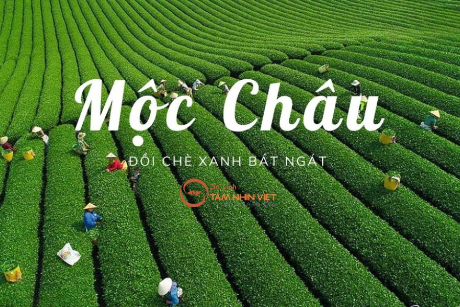 Tour Mộc Châu – Đồi Chè, Rừng Thông, Trái Tim Mây Trắng 2N1Đ