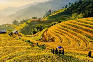 du lịch mù cang chải
