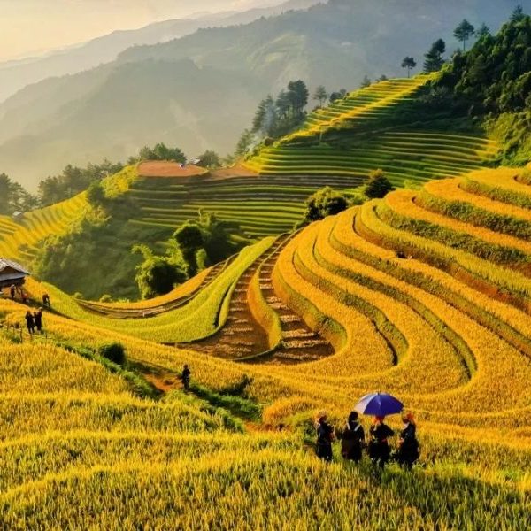 du lịch mù cang chải