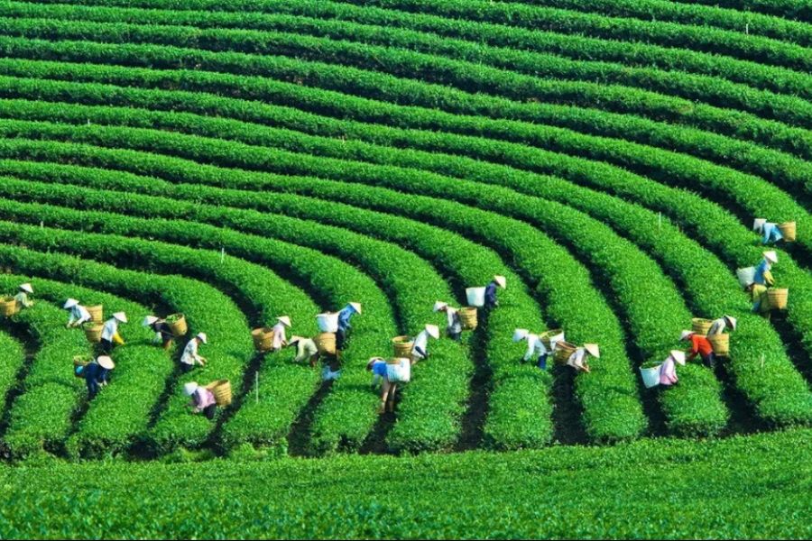 Đồi Chè Trái Tim