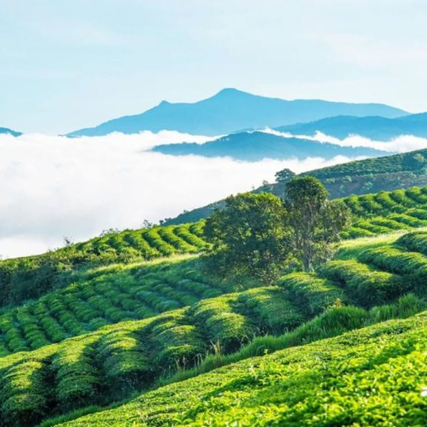 Đồi chè cầu đất